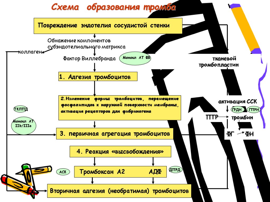 Схема образования тромба Повреждение эндотелия сосудистой стенки Обнажение компонентов субэндотелиального матрикса Фактор Виллебранда тканевой